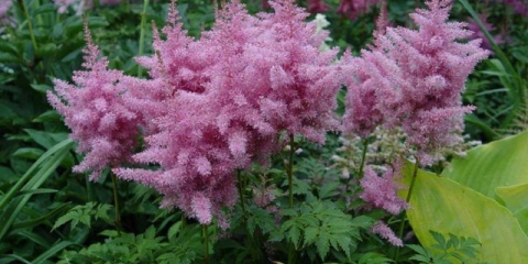 Astilbe ametist: opis i fotografija